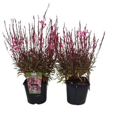 Gaura lindheimeri 'Blaze'